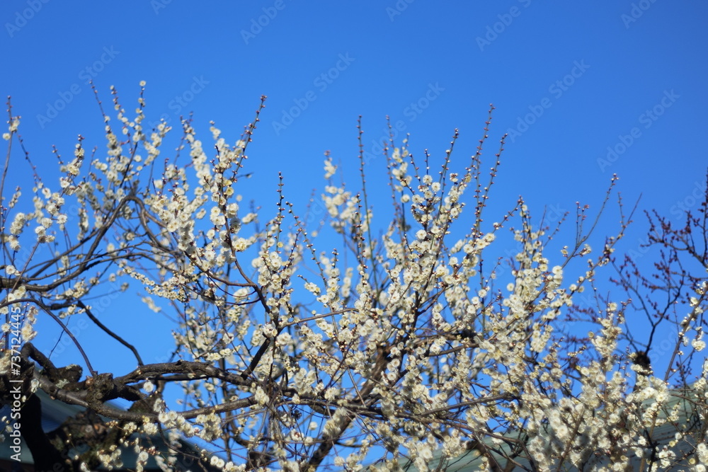 日本の梅の花