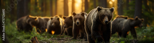 Brown bear family standing in front of the camera in the forest with setting sun. Group of wild animals in nature. Horizontal, banner.