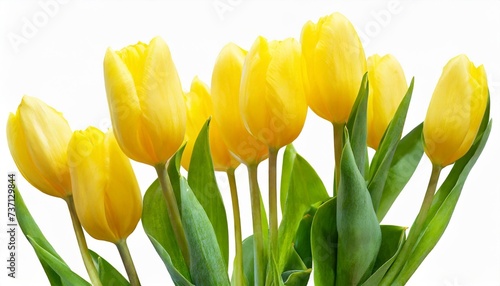 yellow tulips flowers on isolated background with clipping path closeup for design transparent background nature