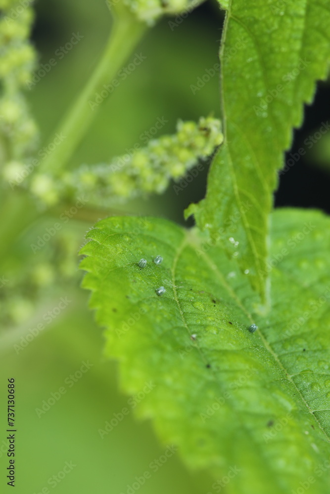 Red admiral butterfly eggs on false nettle leaf Red admiral butterfly eggs on false nettle leaf