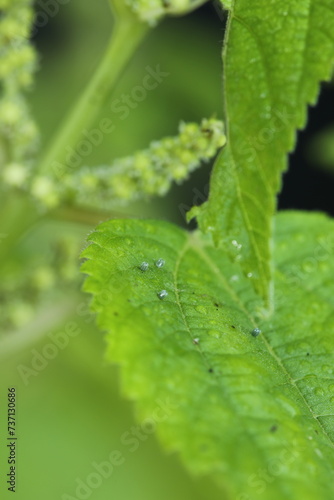Red admiral butterfly eggs on false nettle leaf