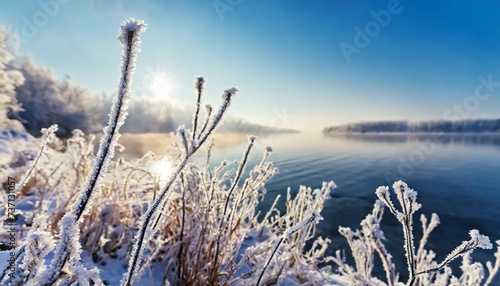 frost covered plants on the shore of lake winter nature background
