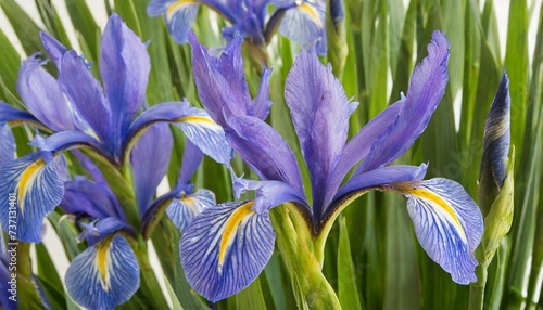blue iris or blueflag flower photo