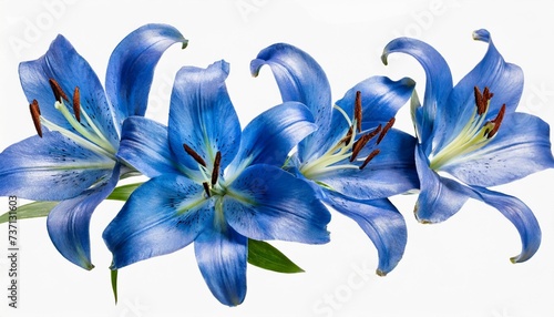 border of flying blue lily flowers and petals isolated © Marsha