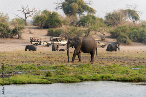 View of elephants at safari in Chobe National Park  Botswana