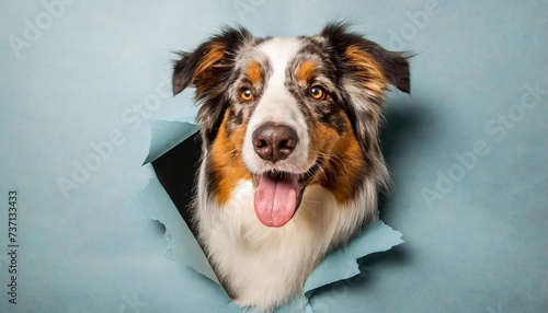 australian shepherd dog photographed in a paper hole