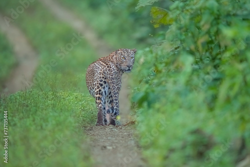leopard on the road