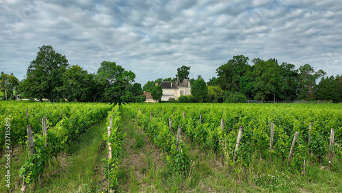 Fotografie, Obraz Vineyards of Saint Emilion village