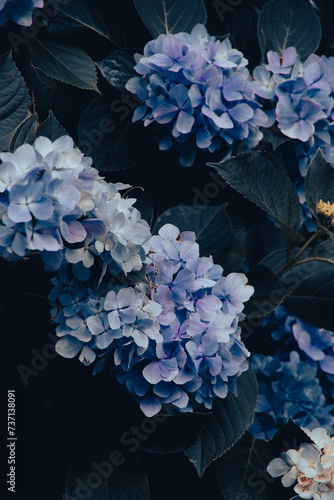 Japanese Summer, Rainy Season, Flower, Background