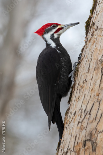 Closeup of Pileated Woodpecker climbing up a tree trunk in search of insects photo