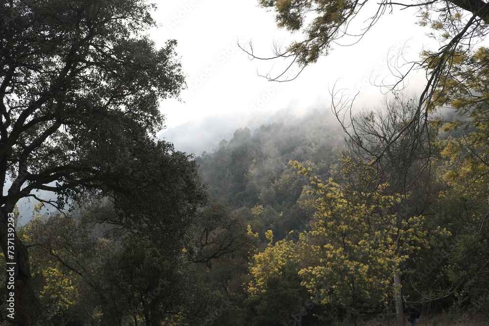 Forêt mimosa brume mandelieu tanneron
