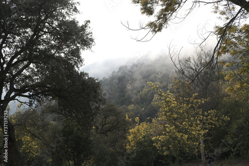 Obraz na płótnie Forêt mimosa brume mandelieu tanneron w salonie