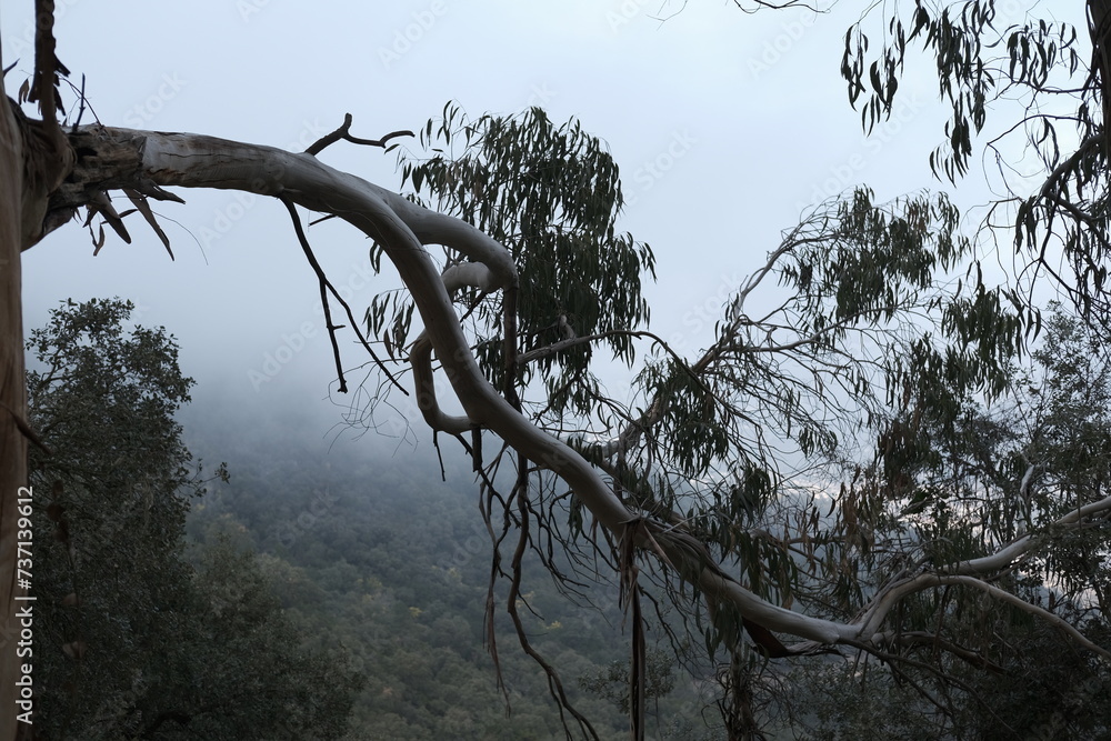 Eucalyptus brume forêt