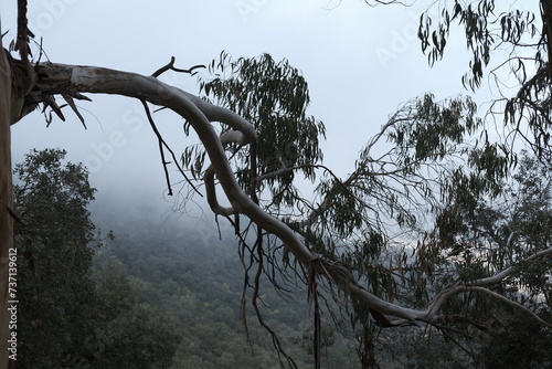 Obraz na płótnie Eucalyptus brume forêt w salonie