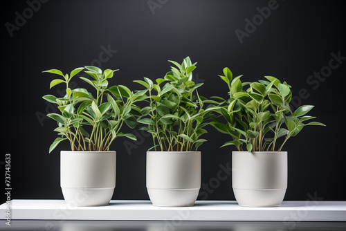 Indoor plants in pots. Chamaedorea, Aloe, Haworthia. Eco house. Green corner. Houseplants background