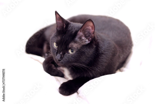 black cat on white
