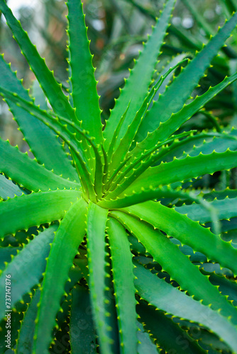 Aloe vera plant, closeup of a green leaf.