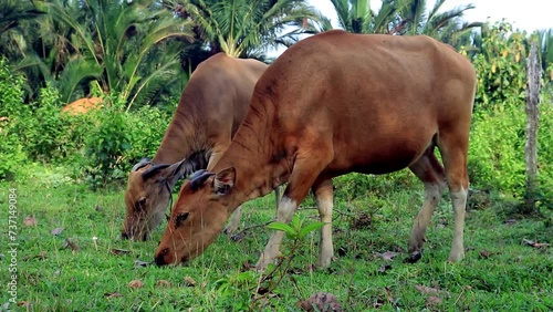Bali cattle (Bos sondaicus) is one of Indonesia's original and pure cattle breeds. 
was eating green grass in the morning.
 photo