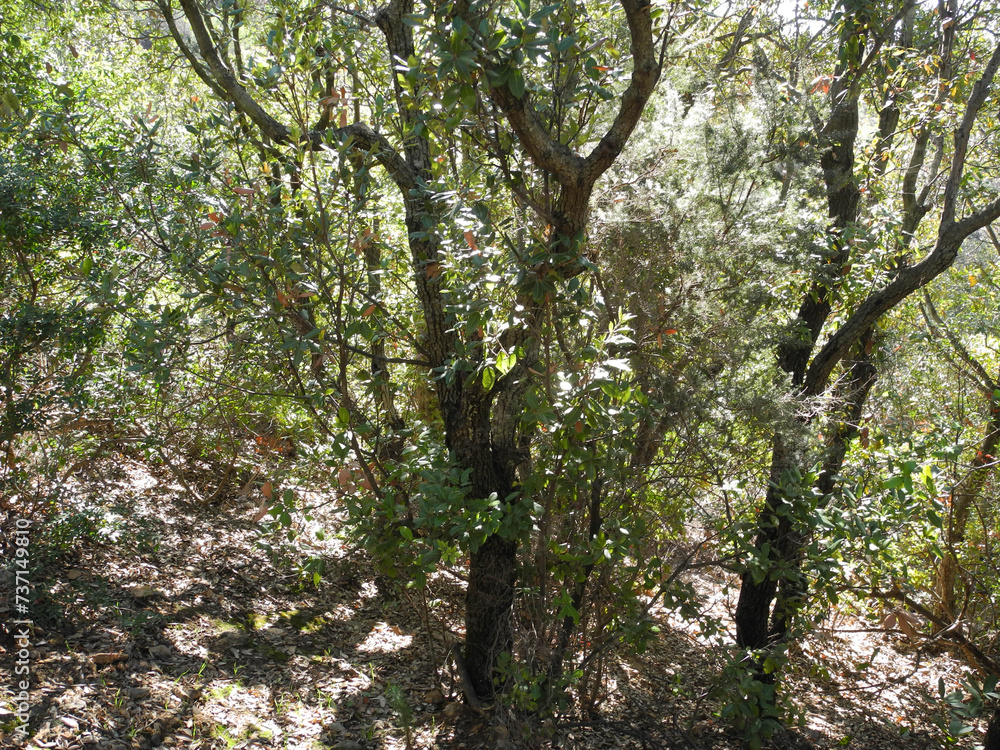 Fototapeta premium Immagini della natura in Sardegna