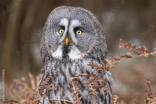 The great grey owl (Strix nebulosa) is an owl, which is the world's largest species of owl by length. In some areas it is also called the Phantom of the North.
