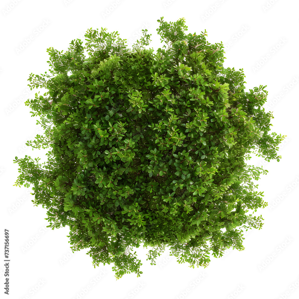 Obraz premium Top view of dense green foliage tree, isolated on white background