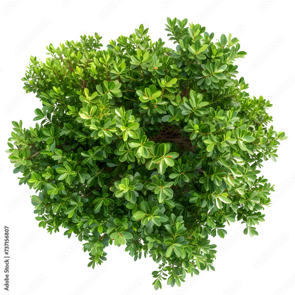 Obraz premium Top view of dense green foliage tree, isolated on white background
