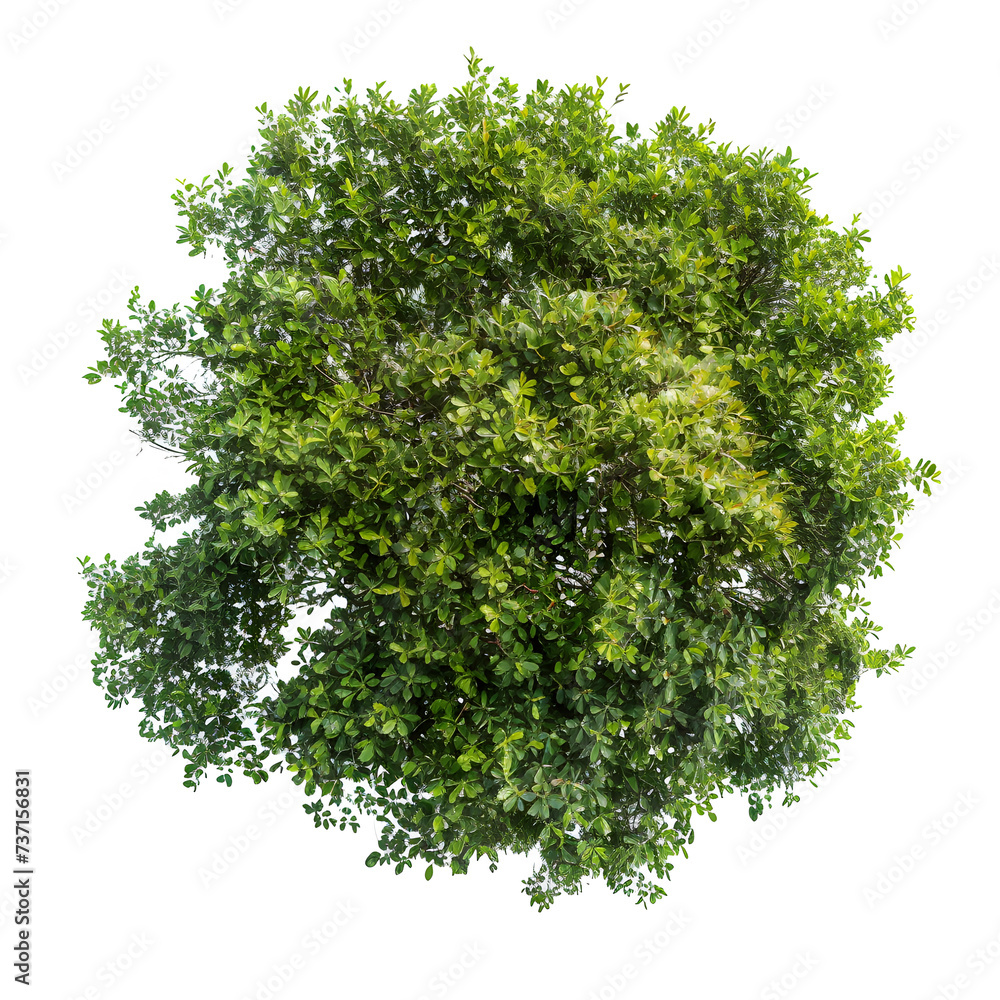 Obraz premium Top view of dense green foliage tree, isolated on white background