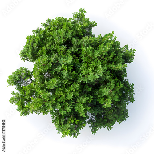 Top view of dense green foliage tree  isolated on white background