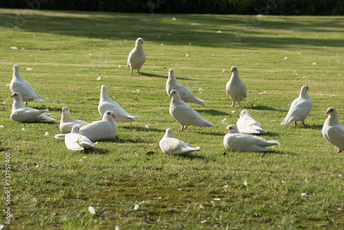 A flock of white doves on the grass © Bob