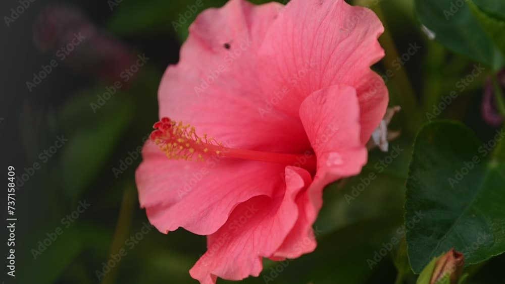 Background of tropical tree leaves and pink hibiscus flowers swaying in the breeze with patterns forming from their shape and the way sunlight and shadow is falling on the flowers. Background of tropical tree leaves and pink hibiscus flowers swaying in the breeze with patterns forming from their shape and the way sunlight and shadow is falling on the flowers.