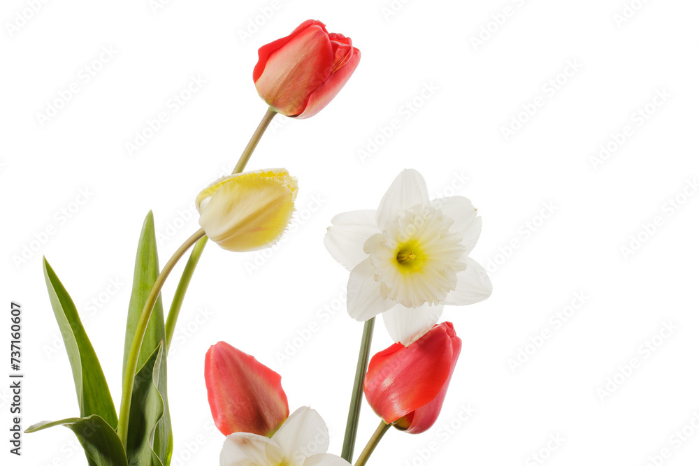 Naklejka premium Tulips and daffodils isolated on white background