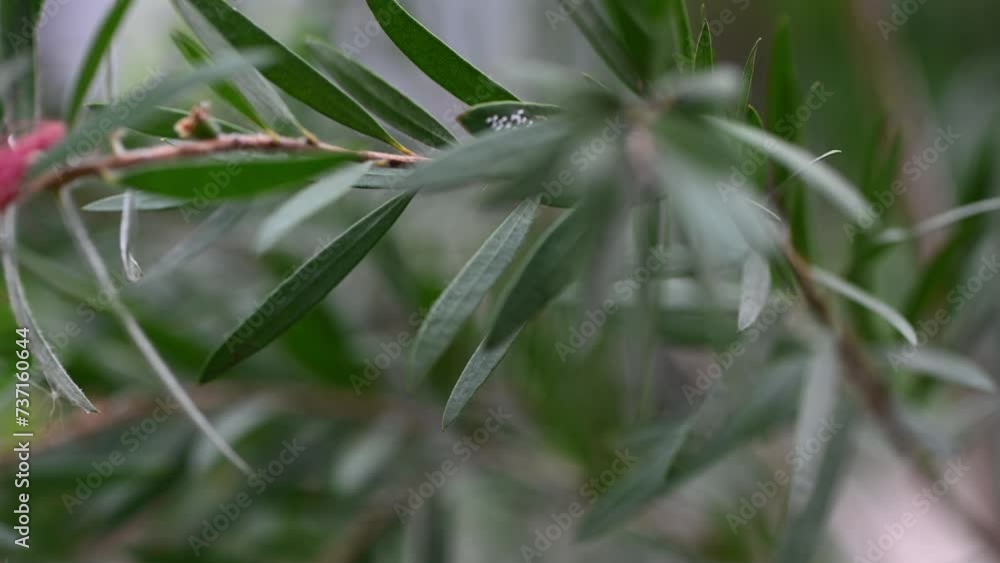 Background of tropical tree leaves swaying in the breeze with patterns forming from their shape and the way sunlight and shadow is falling on the leaves.