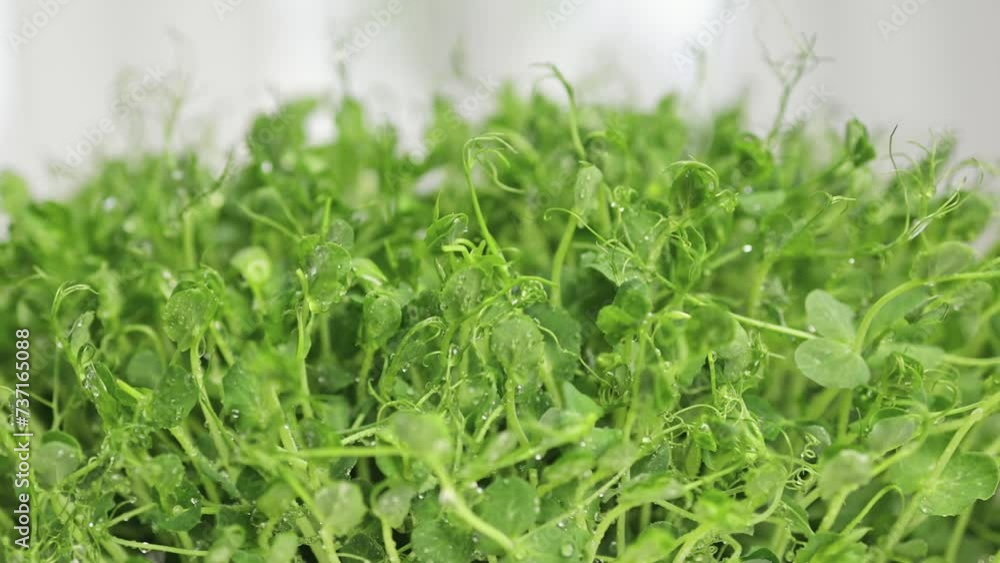 Microgreens with water drops close-up. Microgreens with water drops close-up.