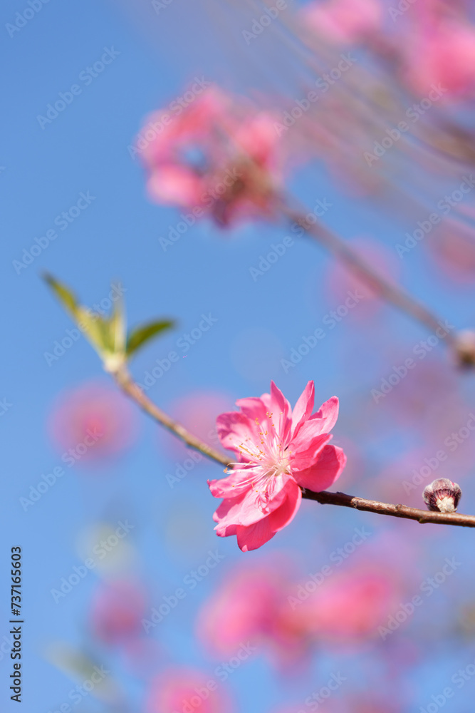 The blooming pink peach blossoms in the forest park. The blooming pink peach blossoms in the forest park.