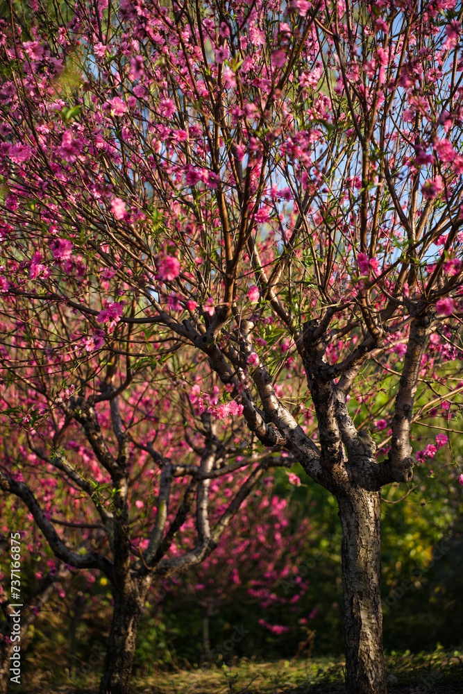 The blooming pink peach blossoms in the forest park. The blooming pink peach blossoms in the forest park.