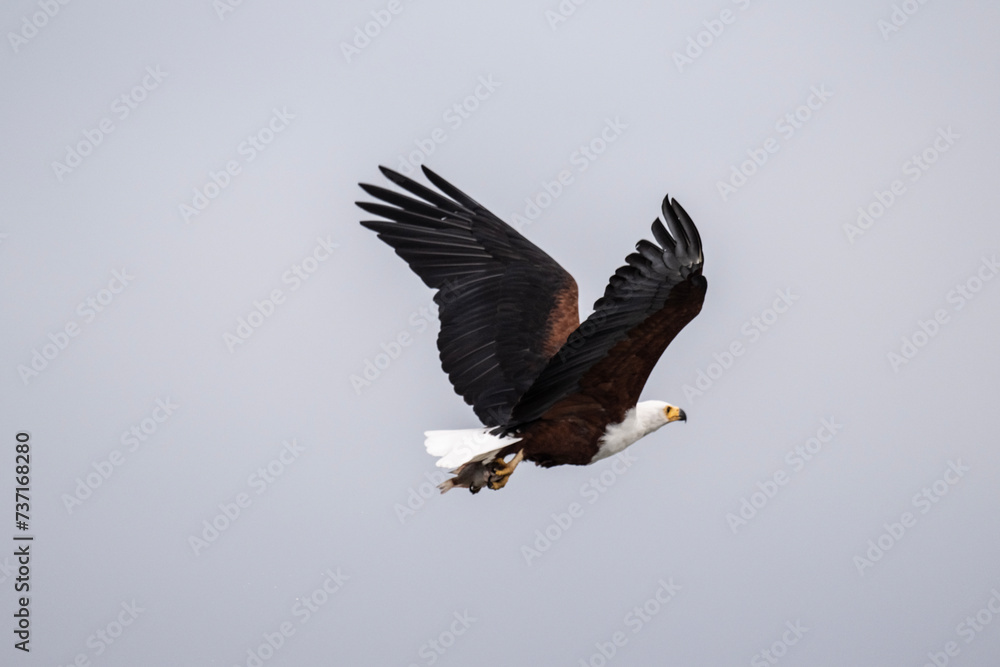 Obraz premium fish eagle in natural conditions on a lake in flight with fish on a sunny day in kenya
