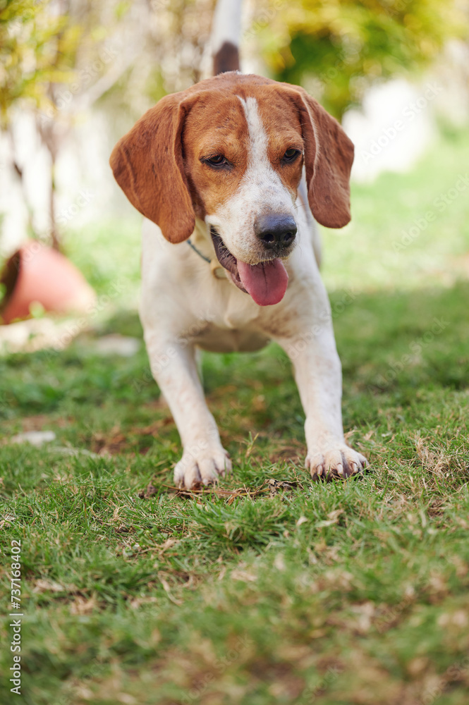 Playing beagle dog on grass lawn
