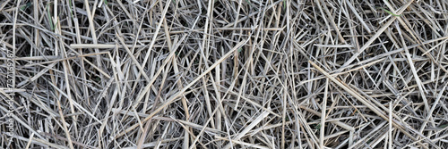 Mowed dry grass. The texture of dried straw. Wide panoramic background for design.