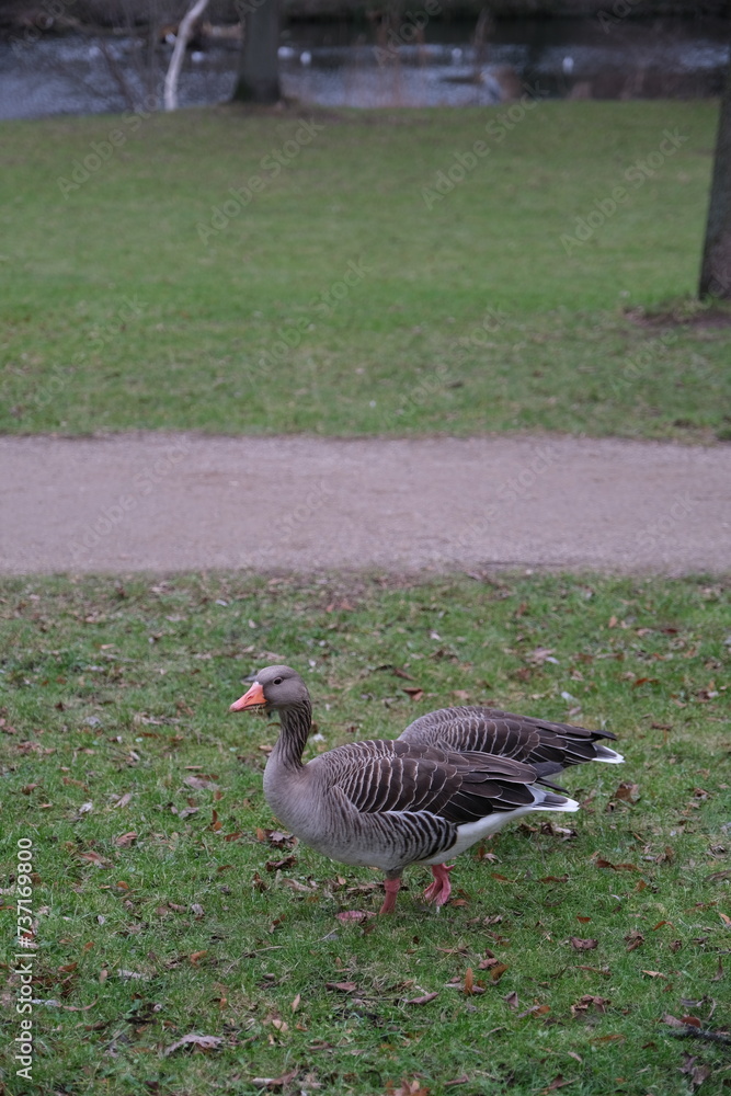 Canard qui marche
