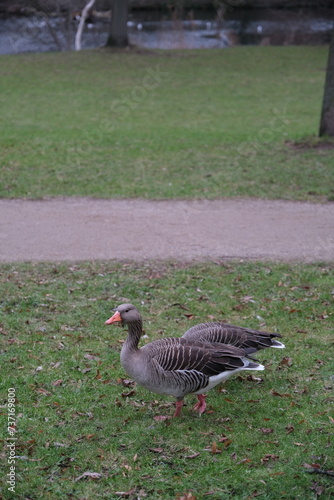 Obraz na płótnie Canard qui marche w salonie
