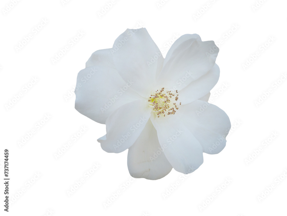 white flower isolated on transparent background cutout aster, daisy white flower isolated on transparent background cutout aster, daisy