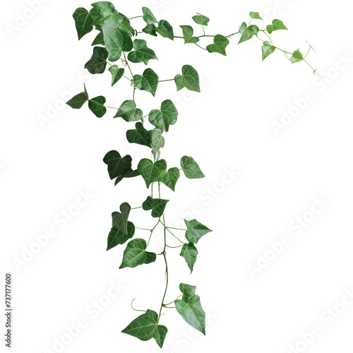 climbing vine plant isolated on transparent background, cut out, png