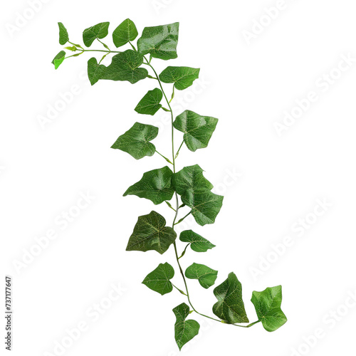 climbing vine plant isolated on transparent background, cut out, png