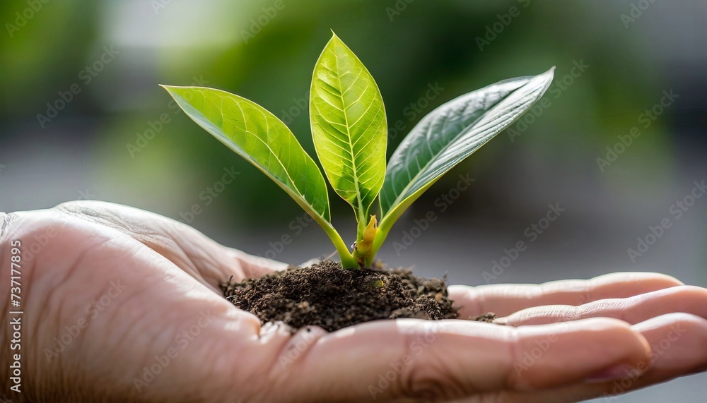 Hand holding young plant with sunlight. Green nature. Ecology and Earth day Hand holding young plant with sunlight. Green nature. Ecology and Earth day