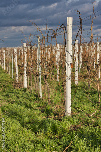 Metallpfosten zur Stabilisierung von Weinreben