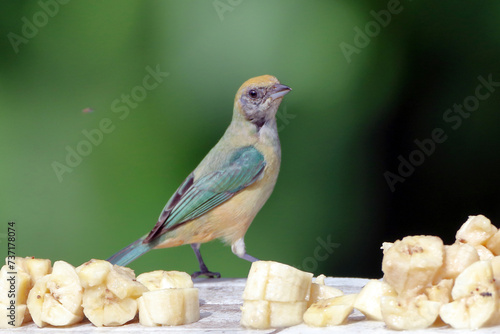 Female Burnished-buff Tanager (Stilpnia cayana) isolated, perched on the wall against a blurred background. photo