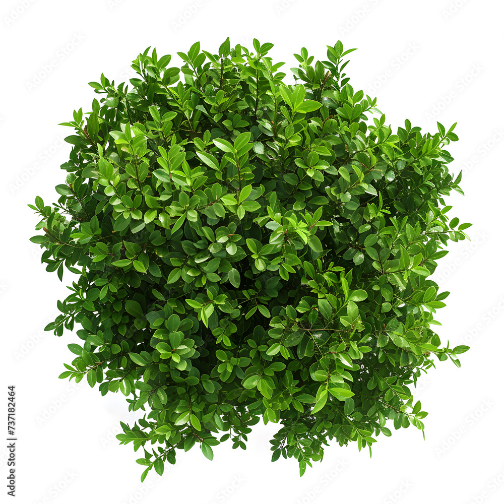 Obraz premium Top view of dense green foliage tree, isolated on white background