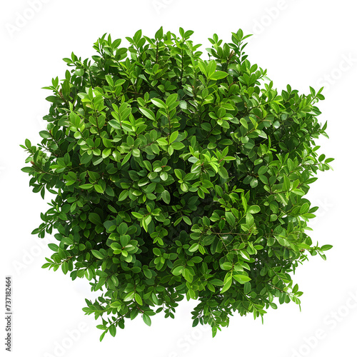 Top view of dense green foliage tree, isolated on white background