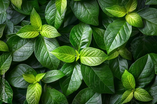 mint leaves in the garden