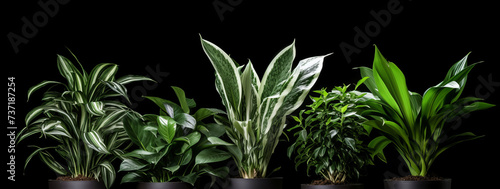 Assorted indoor potted plants on a black background for healthy green living